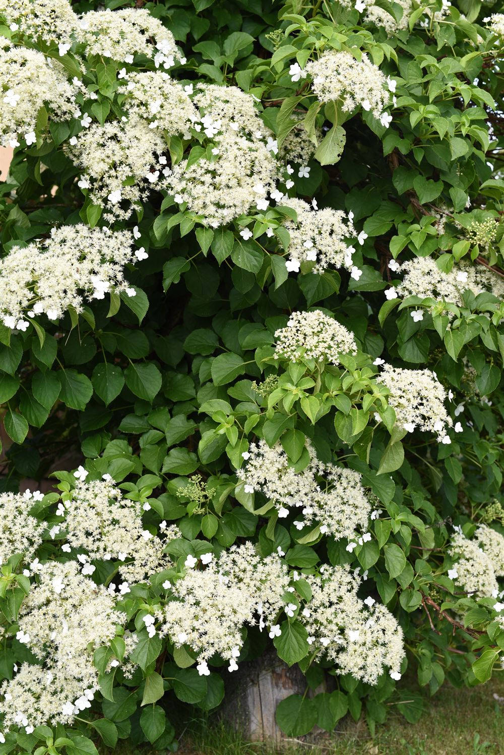 Hydrangea anomala petiolaris – Centre de Jardin Barbe
