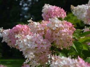 Hydrangea paniculata 'Grandiflora'
