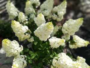 Hydrangea pan. 'Lavalamp Candlelight'