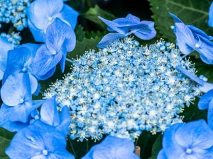 Hydrangea serrata 'Tuff Stuff Ah-Ah'