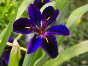 Iris 'Black Gamecock'
