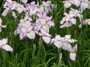Iris Ensata 'Dinner Plate Tiramisu'