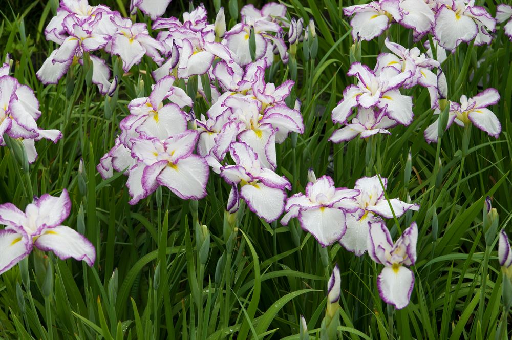 Iris Ensata ‘Dinner Plate Tiramisu’ Centre de Jardin Barbe