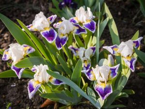 Iris Pumila 'Puddy Tat'