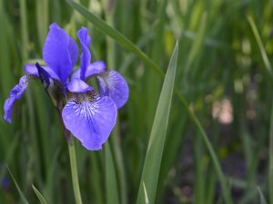 Iris Sibirica Rimouski