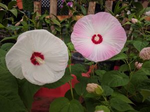 Hibiscus moscheutos 'Luna'