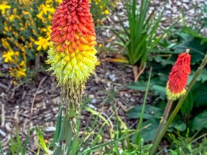 Kniphofia Hirsuta 'Fire Dance'