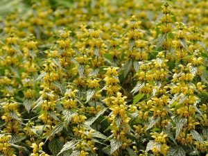 Lamiastrum galeobdolon 'Hermann's Pride'