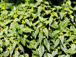 Lamiastrum galeobdolon Variegatum