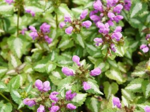 Lamium maculatum 'Pink Pewter'