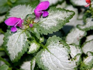 Lamium maculatum 'Purple Dragon'