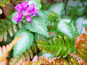 Lamium maculatum 'Red Nancy'