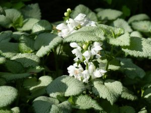 Lamium maculatum 'White Nancy'