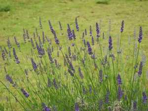 Lavandula angustifolia 'Grosso'
