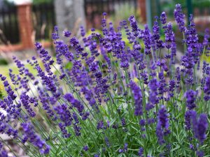 Lavandula angustifolia 'Hidcote'