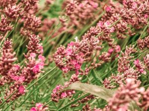 Lavandula angustifolia 'Hidcote Pink'