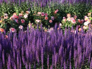 Lavandula angustifolia 'Munstead'