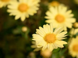 Leucanthemum maximum 'Banana Cream'