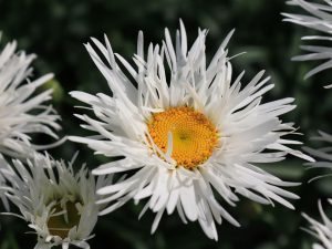Leucanthemum maximum 'Crazy Daisy'