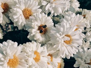 Leucanthemum maximum 'Victorian Secret'