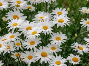 Leucanthemum maximum 'Whoops-a-Daisy'