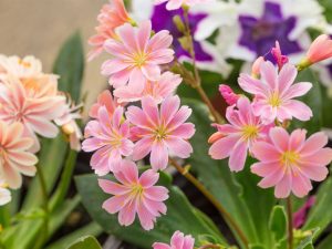Lewisia cotyledon