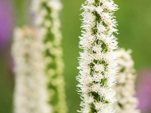 Liatris floristan 'White'