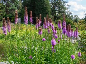 Liatris spicata