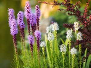 Liatris spicata 'Kobold'