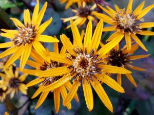 Ligularia dentata 'Britt-Marie Crawford'
