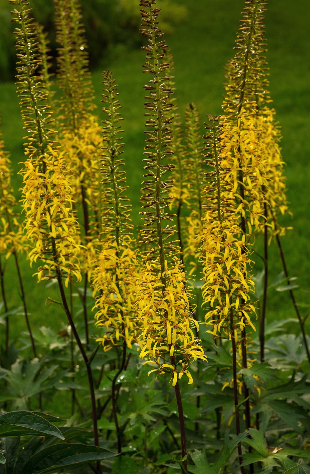 Ligularia stenocephala 'Little Rocket'