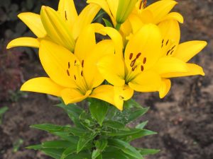 Lilium Asiatica 'Tiny Bee'
