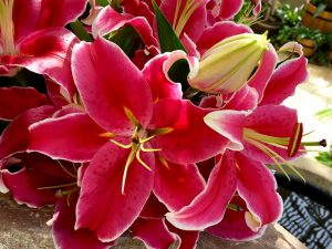 Lilium Oriental 'Starlight Express'