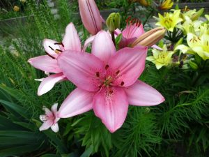 Lilium (asiatique)