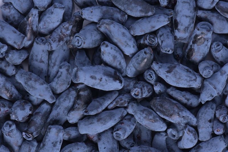 Lonicera edulis 'Tundra'