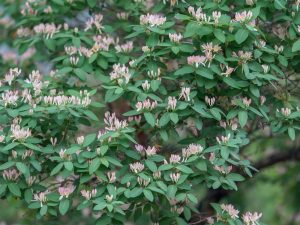 Lonicera tatarica