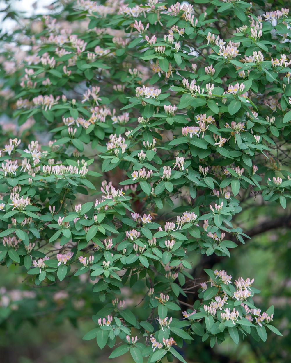Lonicera tatarica