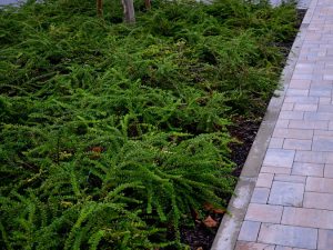 Lonicera 'Thurnderbolt'