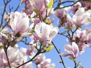 Magnolia loebneri 'Leonard Messel'