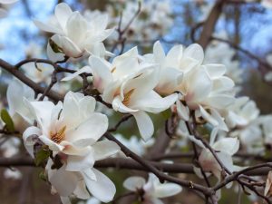 Magnolia stellata 'Royal Star'