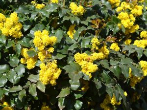 Mahonia aquifolium