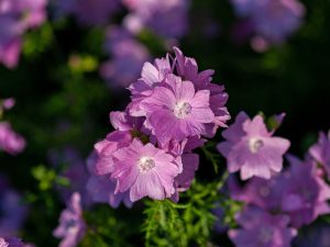 Malva moschata 'Rosea'