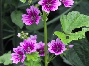 Malva sylvestris 'Zebrina'