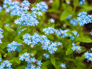 Myosotis scorpioides 'Semperflorens'