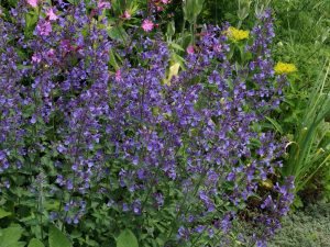 Nepeta 'Junior Walker'