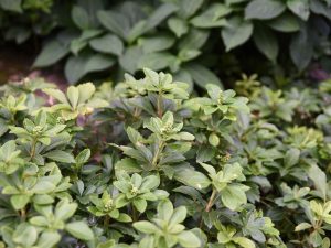 Pachysandra terminalis