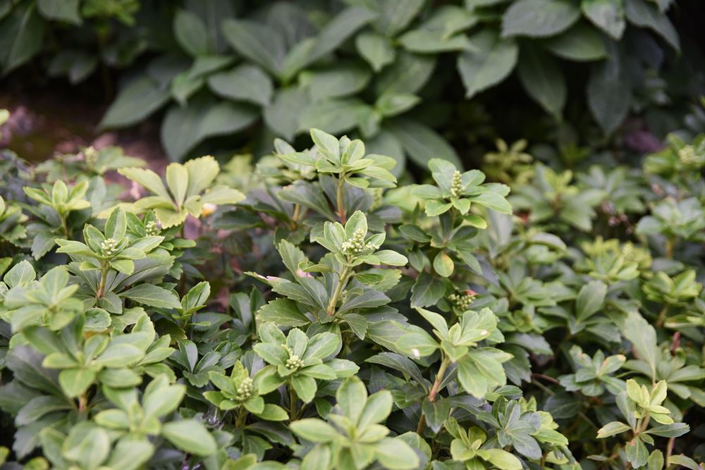 Pachysandra terminalis