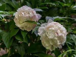 Paeonia lactiflora 'Duchesse de Nemours'