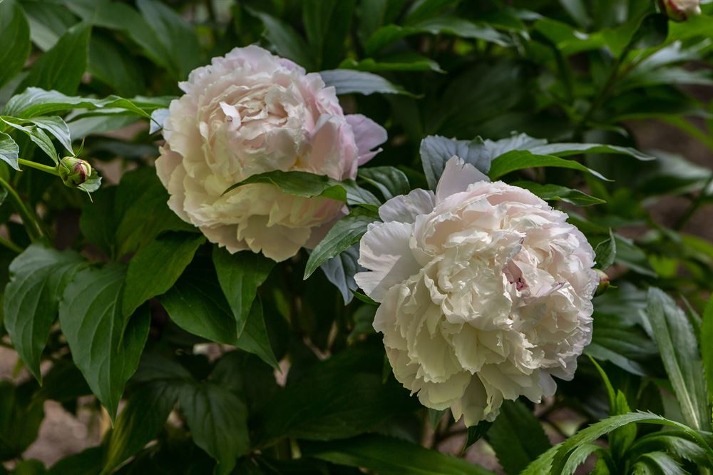 Paeonia lactiflora 'Duchesse de Nemours'
