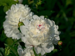 Paeonia lactiflora 'Festiva Maxima'
